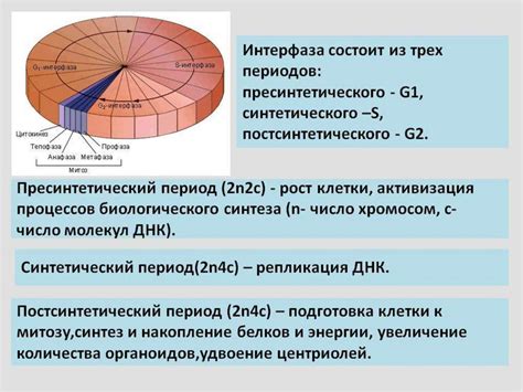 Основные стадии интерфазы