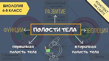 Основные типы полостей