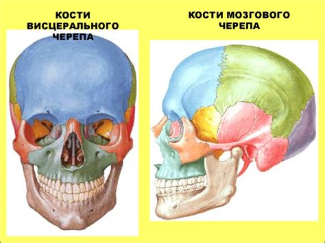 Основные факты о мозге в черепе: