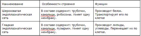 Основные функции и структура эндоплазматической сети