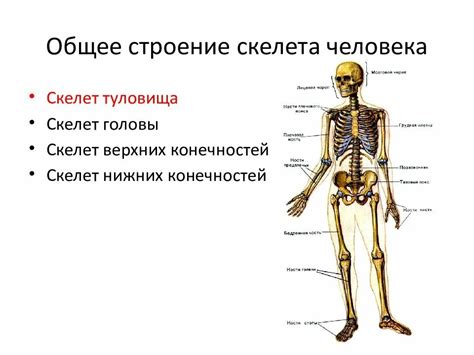 Основные функции костей