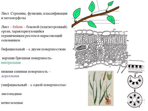 Основные функции листьев