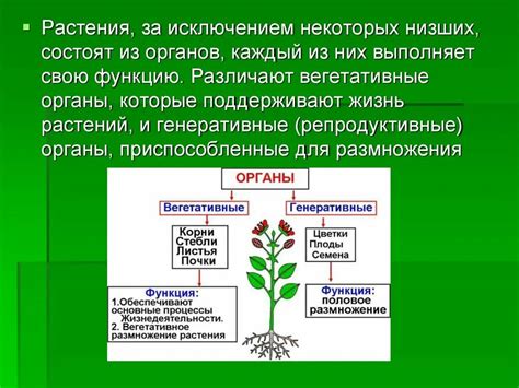 Основные функции моноаминоксидазы