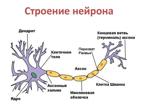 Основные функции нейронов