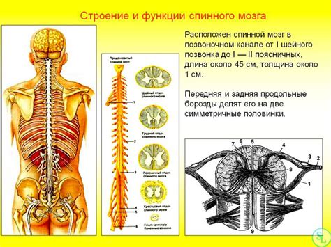 Основные функции шейного отдела позвоночника