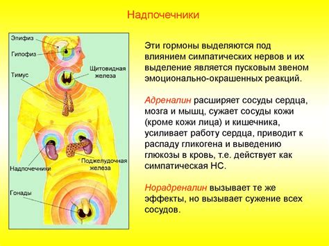 Основные функции эндокринной системы и их значимость