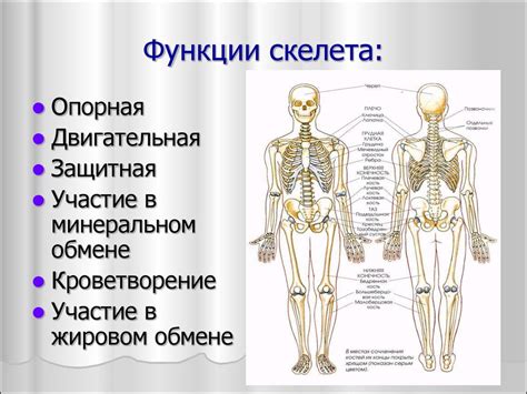 Основные функции 7TV