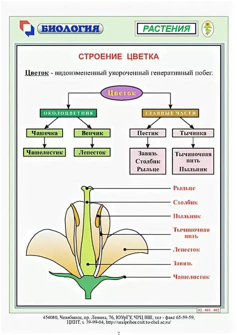 Основные части цветка и их функции