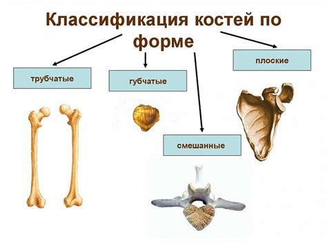 Основные шаги по добавлению костей