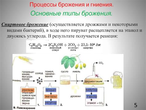 Основные этапы брожения и ферментации эля