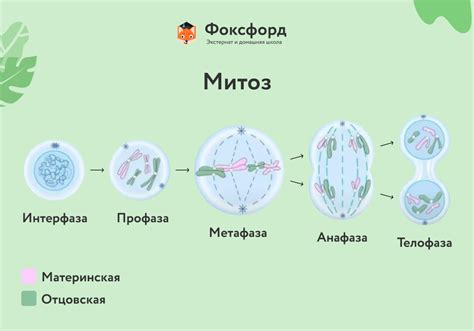 Основные этапы митоза