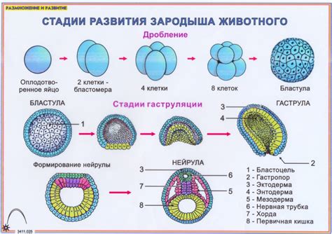 Основные этапы эмбриогенеза и их последовательность