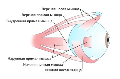 Основы анатомии глаза человека