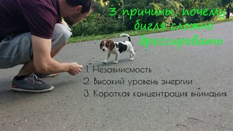 Основы дрессировки бигля