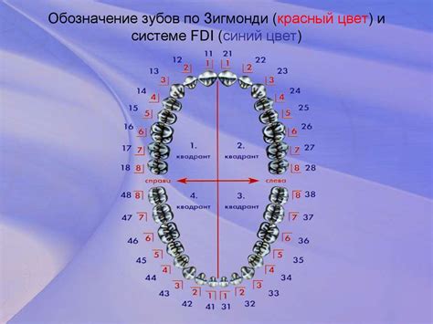 Основы очищения зубов