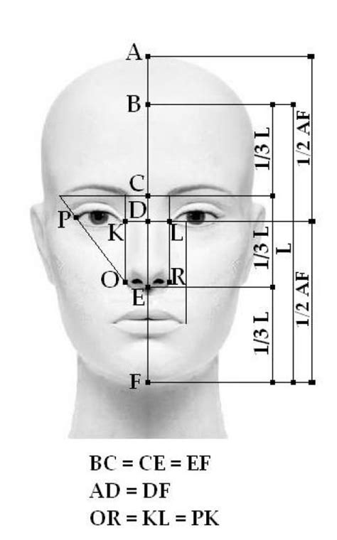 Основы пропорций и анатомии человеческого лица