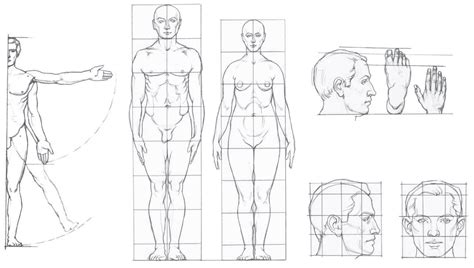 Основы пропорций тела человека