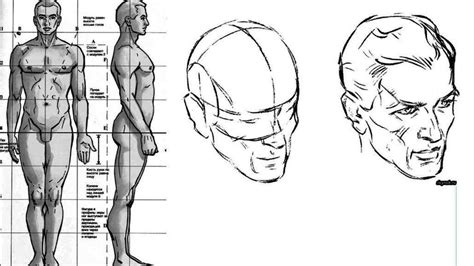 Основы рисования мужчины: пропорции и анатомия