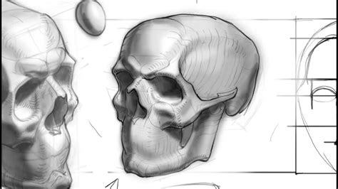 Основы рисования черепа