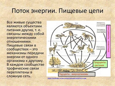 Особая роль хищников в пищевой цепи юрского периода