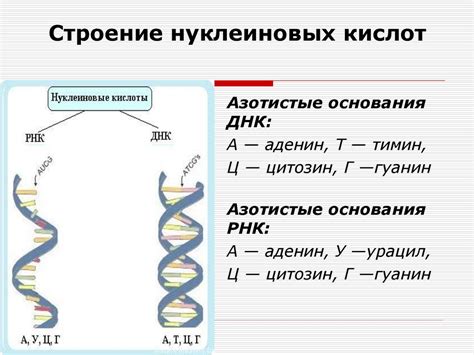 Особенности аминотрансфераз и десоксирибонуклеиновых кислот