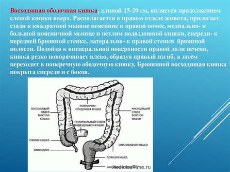 Особенности анатомии мужчины фурии