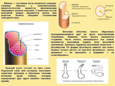 Особенности андрогенного волоса