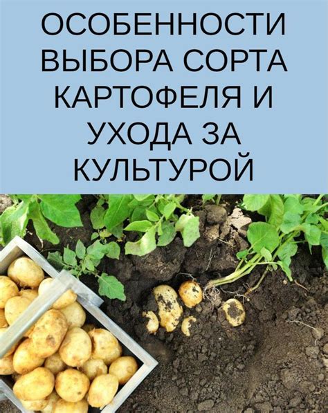 Особенности выбора и подготовки картофеля для пюре