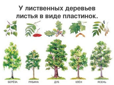 Особенности выбора средств защиты для разных видов деревьев