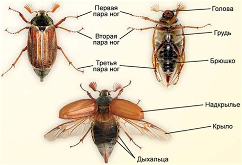 Особенности длинноусого жука