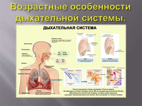 Особенности дыхательной системы