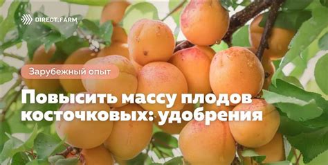 Особенности косточковых плодов