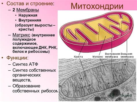 Особенности матрикса митохондрий