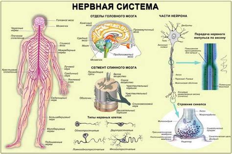 Особенности нервного волокна