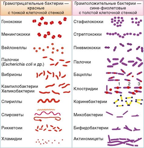 Особенности окружающей среды кокки бактерий