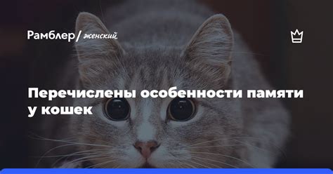 Особенности памяти у кошек