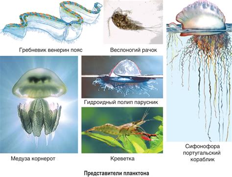 Особенности передвижения хламидомонады в водной среде