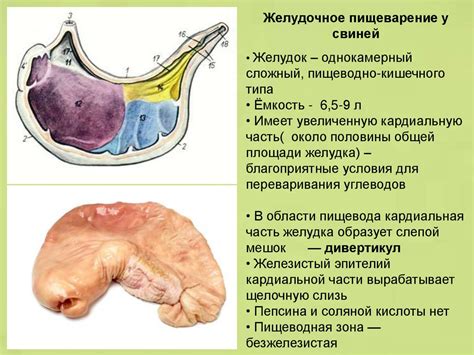 Особенности пищеварения у бумажных уточек