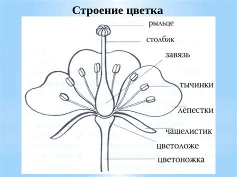 Особенности плодоношения цветка