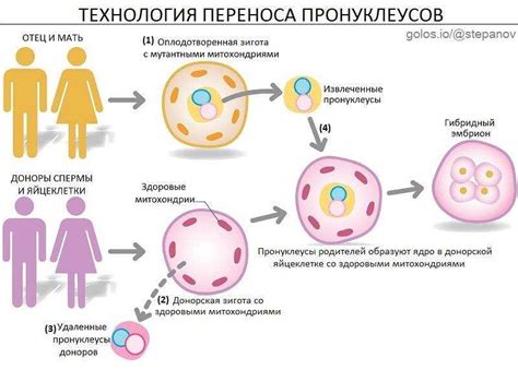 Особенности процесса донорства яйцеклеток