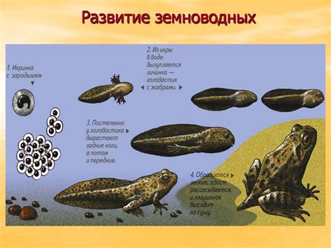 Особенности размножения и период отдыха