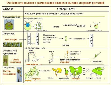 Особенности размножения и разведения шмп