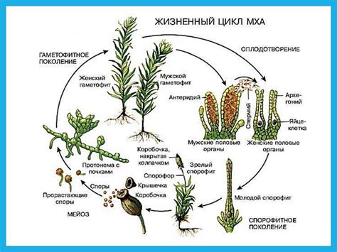 Особенности размножения табернемонтаны