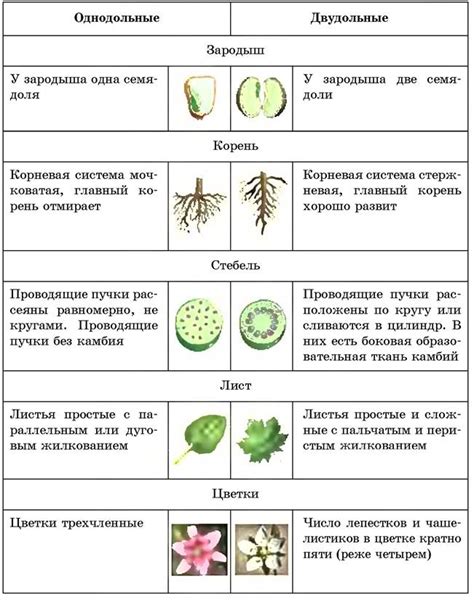 Особенности растений первого класса