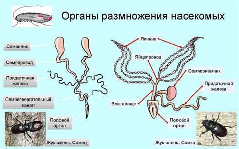 Особенности репродуктивной системы длинноживущих динозавров