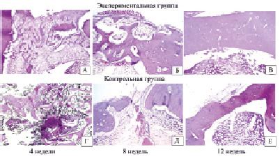 Особенности самостоятельного восстановления ткани