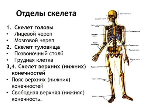 Особенности скелета