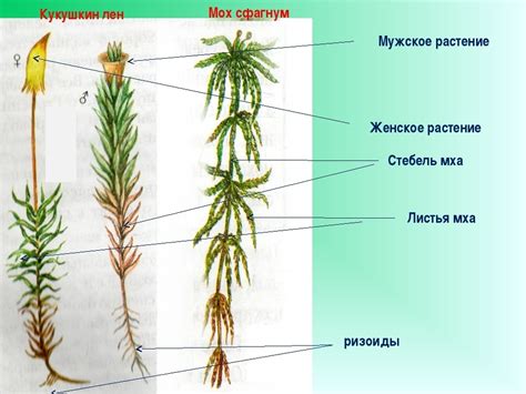 Особенности стеблей и листьев