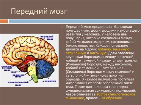 Особенности строения мозга человека