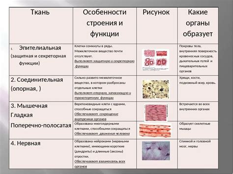 Особенности строения сухожильной ткани